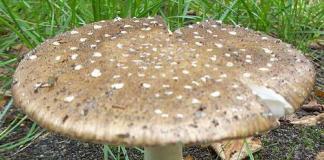 Редкие и исчезающие грибы