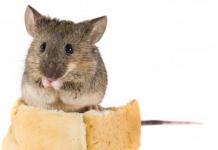 Мыши: описание и фото диких и декоративных представителей семейства мышиных, виды и породы этих животных Мыши которые живут в домах