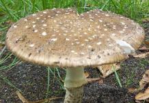 Редкие и исчезающие грибы