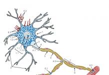 Клеточная нейроглия нейроны